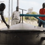 A ciprusfa biomassza és ciprusfa illóolaj: sikertörténet Kenyából